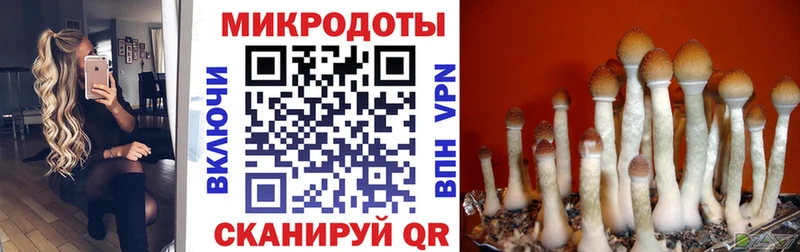 Галлюциногенные грибы Psilocybine cubensis  купить наркоту  Котельниково 